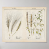 Poster Grains | Charlotte Mary Yonge (Devant)