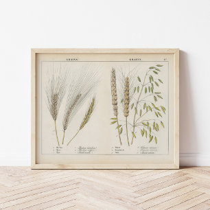 Poster Grains   Charlotte Mary Yonge