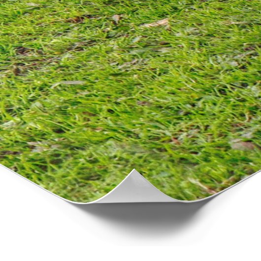 Poster Graissage Emden Goose (Coin)