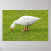 Poster Graissage Emden Goose (Devant)