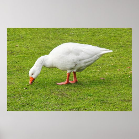 Poster Graissage Emden Goose (Devant)