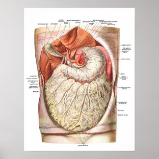 Poster Graisse abdominale / Obésité