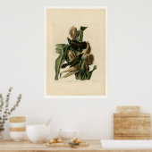 Poster Grakle pourpre (Cuisine)