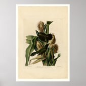 Poster Grakle pourpre (Devant)