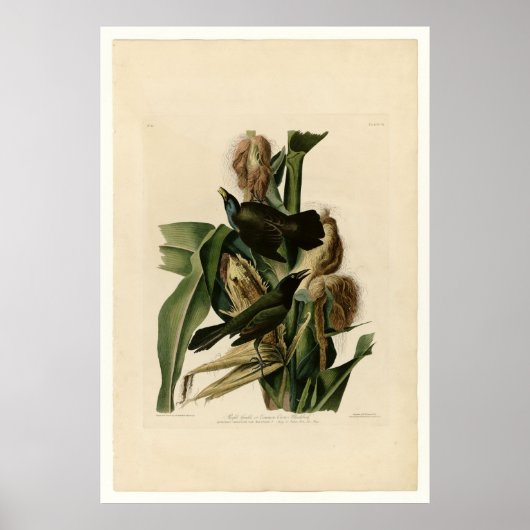 Poster Grakle pourpre (Devant)