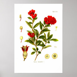 Poster Granata de Punica (grenade)