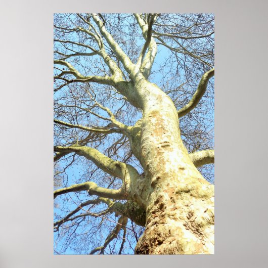 Poster Grand Arbre avec de nombreuses branches dans le ci (Devant)