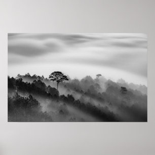Poster Grand arbre dans la forêt de pin dans la brume