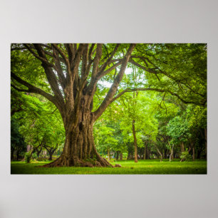 Poster Grand arbre dans le parc