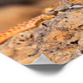 Poster Grand Bassin Lizard à collier (Coin)