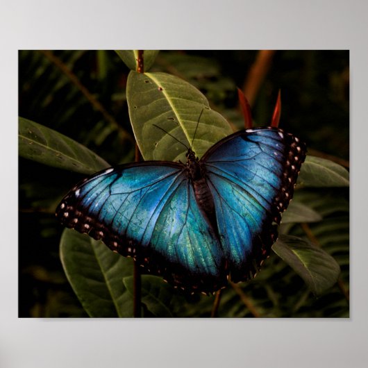 Poster Grand, beau, papillon bleu (Devant)