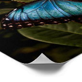 Poster Grand, beau, papillon bleu (Coin)