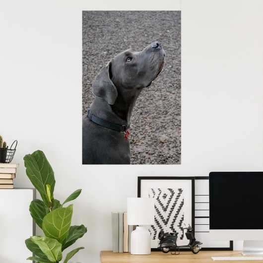 Poster Grand bleu Dane (Bureau à domicile)