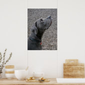 Poster Grand bleu Dane (Cuisine)