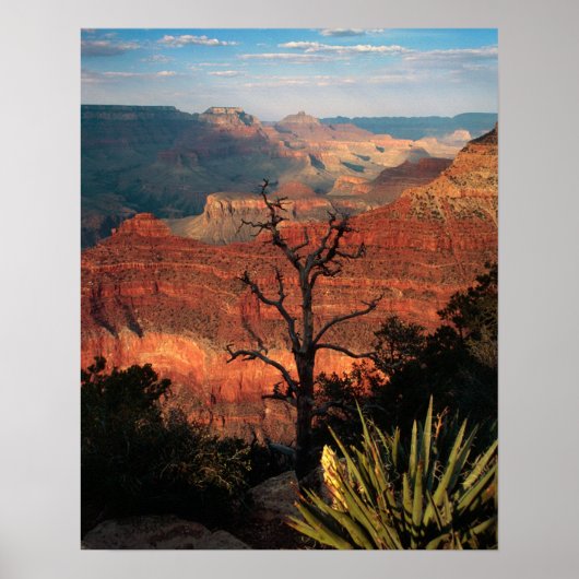 Poster Grand Canyon Flora (Devant)