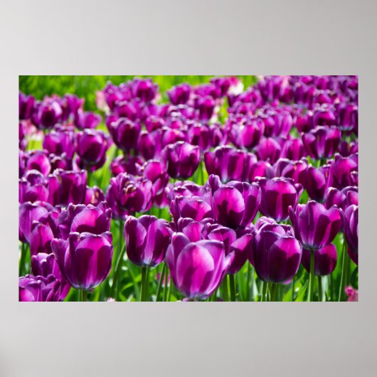 Poster Grand champ de tulipes pourpres (Devant)