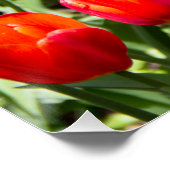 Poster Grand champ de tulipes rouges (Coin)