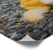 Poster Grand Chat Roux et Blanc (Coin)