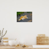 Poster Grand Chat Roux et Blanc (Cuisine)