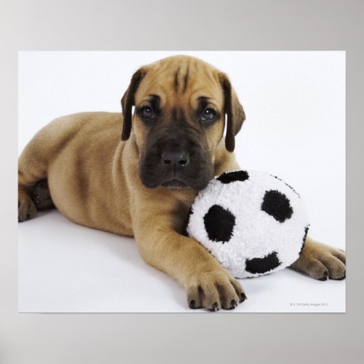 Poster Grand chiot Dane avec jouet balle de football (Devant)