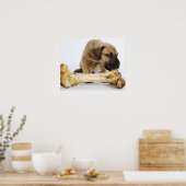 Poster Grand chiot Dane avec os en studio (Cuisine)