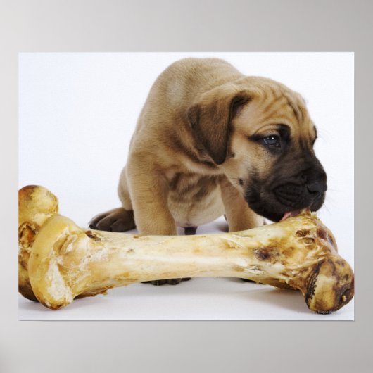 Poster Grand chiot Dane avec os en studio (Devant)
