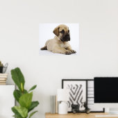 Poster Grand chiot Dane Lying in Studio (Bureau à domicile)