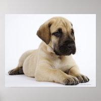 Grand chiot Dane Lying in Studio