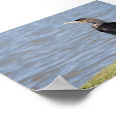 Poster Grand Cormoran (Coin)