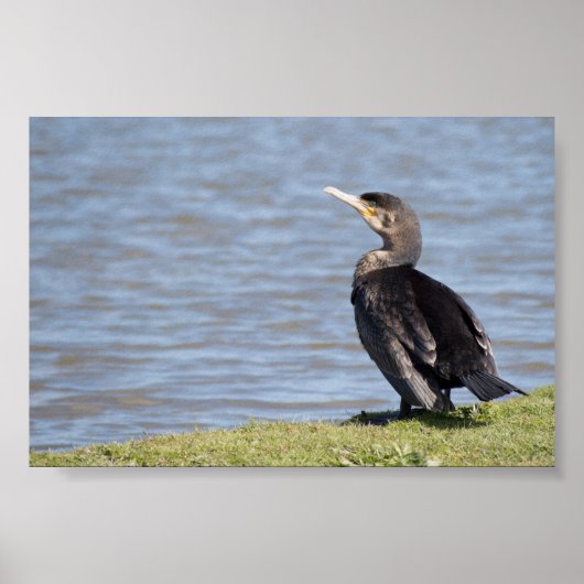 Poster Grand Cormoran (Devant)