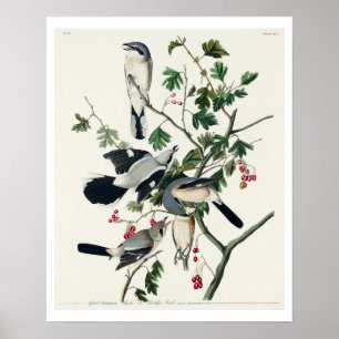 Poster Grand Crevette Céréreuse ou Boucher Bird par Audub