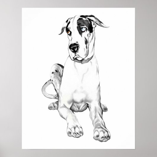 Poster Grand Dane Pouting Arlequin (Devant)