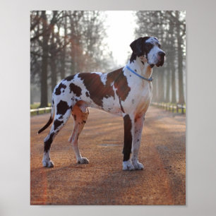 Poster Grand Danois