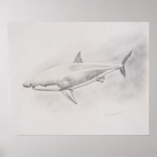 Poster Grand dessin de requin blanc