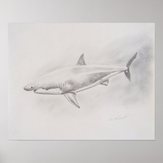 Poster Grand dessin de requin blanc (Devant)