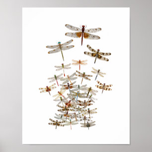 Poster Grand essaim des libellules
