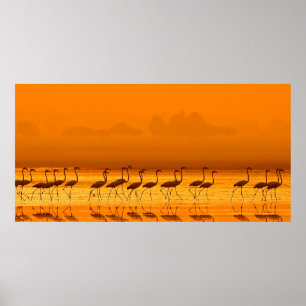 Poster Grand Flamant rose (Phoenicopterus roseus) marche