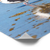 Poster Grand Goéland à dossier noir dans l'eau (Coin)