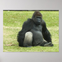 Grand gorille noir