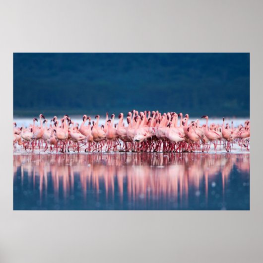 Poster Grand Groupe De Flamants Nains (Devant)