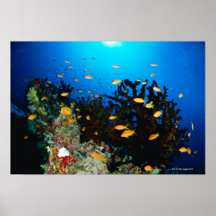 Poster Grand groupe de natation de poissons de Goldie de