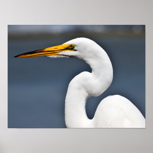 Poster Grand héron blanc (Devant)