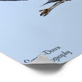 Poster Grand héron bleu (Coin)