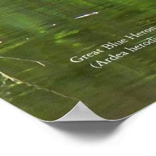 Poster Grand Héron bleu (Ardea herodias)