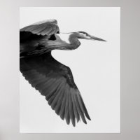Grand Heron bleu Crop noir et blanc