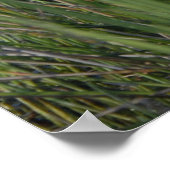 Poster Grand Héron Bleu dans l'herbe des Everglades (Coin)