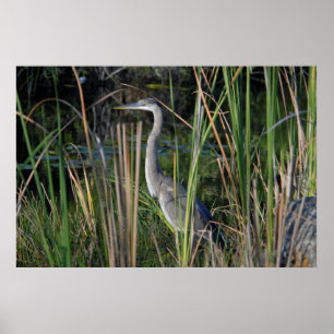 Poster Grand Héron Bleu dans l'herbe des Everglades