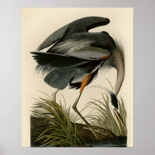 Poster Grand Héron bleu d'Audubon Marais Oiseau