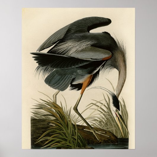 Poster Grand Héron bleu d'Audubon Marais Oiseau (Devant)