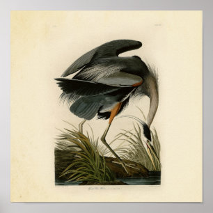 Poster Grand Héron bleu d'Audubon Marais Oiseau